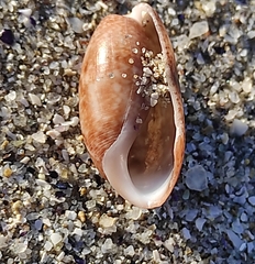 Bulla striata