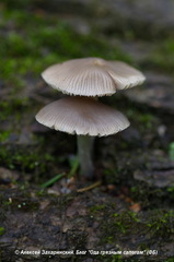 Mycena niveipes