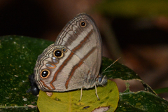 Cissia terrestris