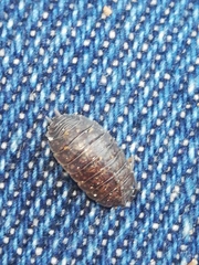 Porcellio debueni