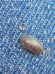 Porcellio debueni