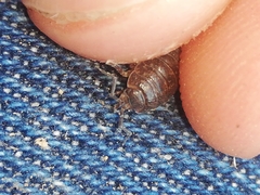 Porcellio debueni
