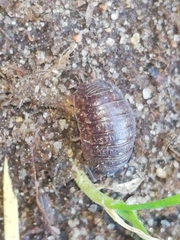 Porcellio debueni