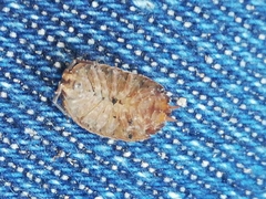 Porcellio debueni