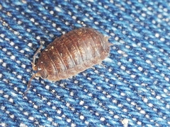 Porcellio debueni