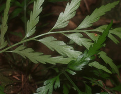 Asplenium appendiculatum