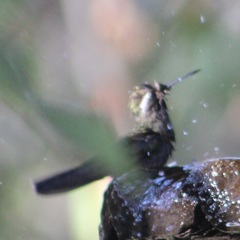 Trochilidae
