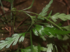 Asplenium appendiculatum
