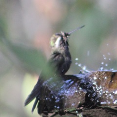 Trochilidae