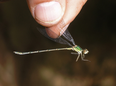 Chalcolestes viridis