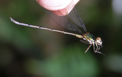 Chalcolestes viridis