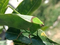 Stilpnochlora thoracica