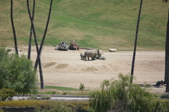 Ceratotherium simum