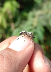 Phaenithon curvipes