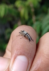 Phaenithon curvipes