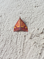 Pyrausta perrubralis