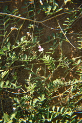 Tephrosia cinerea