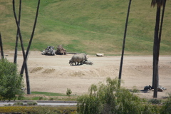Ceratotherium simum