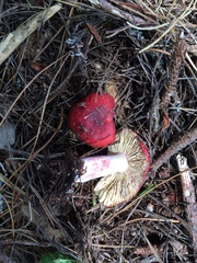 Russula californiensis