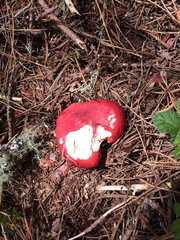 Russula californiensis
