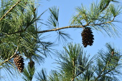 Pinus armandi