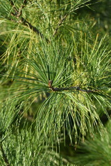 Pinus armandi