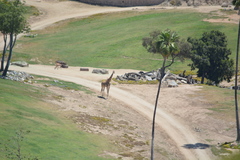 Giraffa camelopardalis