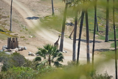 Giraffa camelopardalis