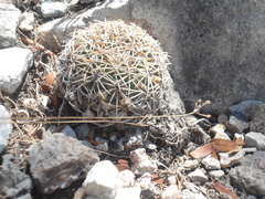 Coryphantha retusa