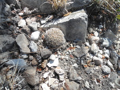Coryphantha retusa