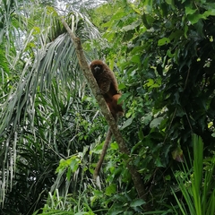 Plecturocebus donacophilus