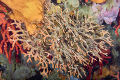 Adeonidae