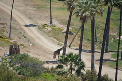 Giraffa camelopardalis