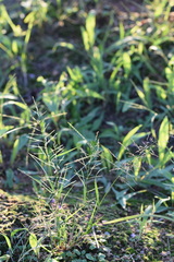 Eragrostis autumnalis