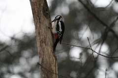 Dendrocopos major