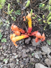 Harveya scarlatina