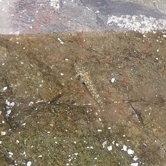 Bathygobius ramosus