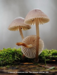 Mycena rubromarginata