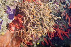 Adeonidae