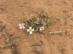 Malcolmia littorea