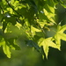 Shandong Maple - Photo (c) harum.koh, some rights reserved (CC BY-SA), uploaded by harum.koh
