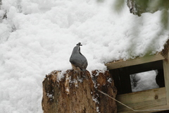 Sitta europaea