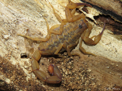 Tityus martinpaechi