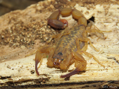 Tityus martinpaechi