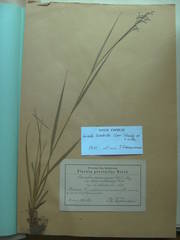 Luzula luzuloides