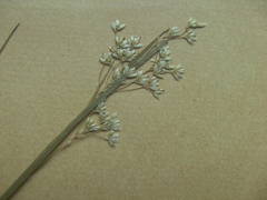 Luzula luzuloides