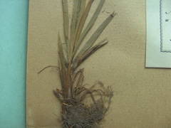 Luzula luzuloides