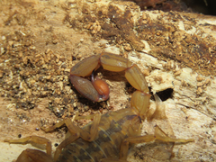 Tityus martinpaechi