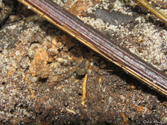 Cynorta unciscripta