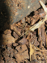 Loxosceles amazonica